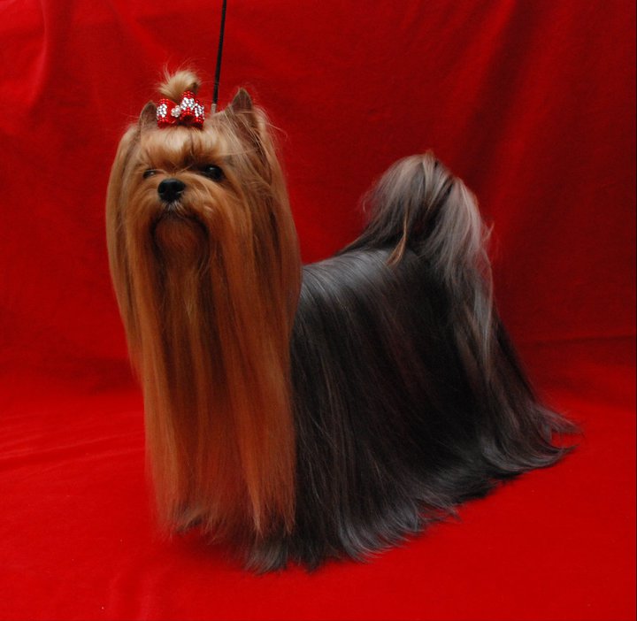 CRYSTAL FAIRY STRIBRNE PRANI — Labaza DogPedigree YorkshireTerrier